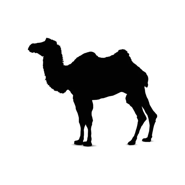 Silhouette of camel. — Stock Vector