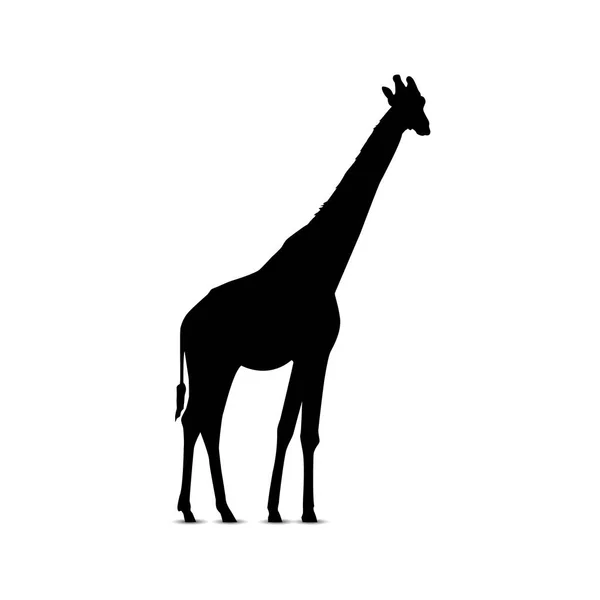 Silhouette della giraffa . — Vettoriale Stock