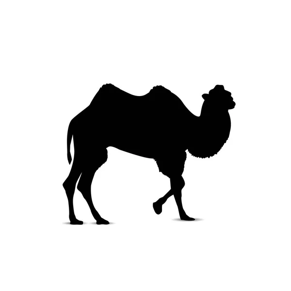 Silueta de camello . — Vector de stock