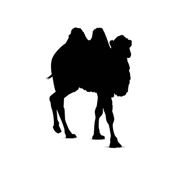 Silhouet van camel. — Stockvector