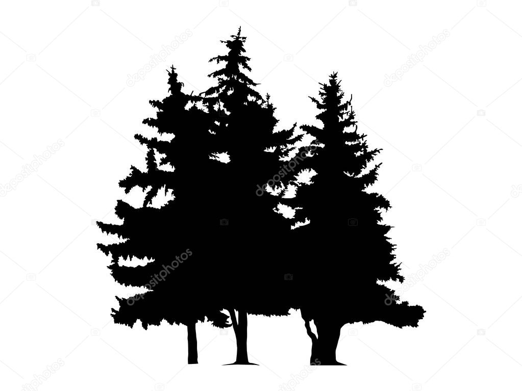 Silhouette of three pine trees. 