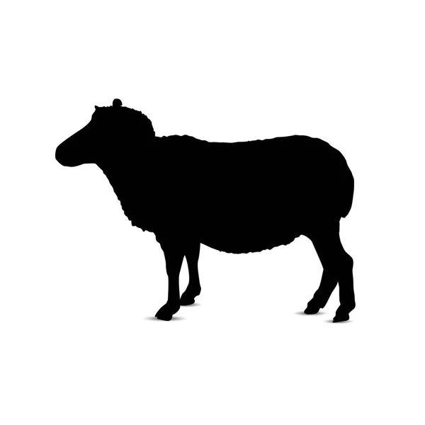 Silhouette Stading Sheep — Stock Photo, Image
