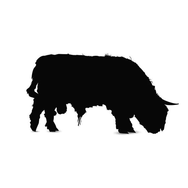 Silhouette Taureau Écossais Bovins — Image vectorielle