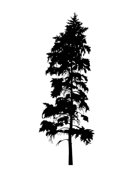 Çam Ağacı Silüeti Yapımı — Stok fotoğraf