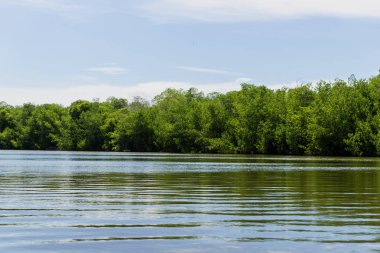 Bataklık yansımalar