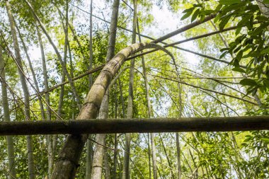 Bambu kamışları ormanı