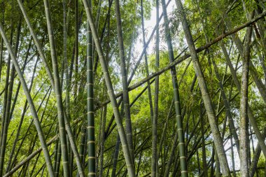 Bambu kamışları ormanı