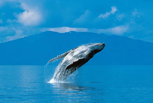 Humpback whale breaching — Stock Photo, Image