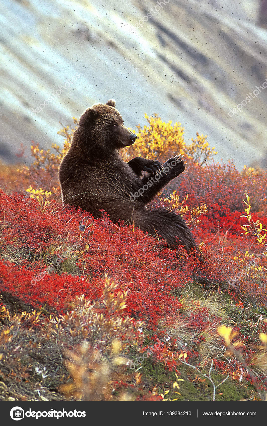 Grizzlybjørn i blåbær – stockfoto © davidhoffmannphotography #139384210, image size:1065x1700