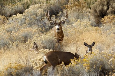 Deer buck following does clipart