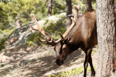 Boğa elk Rocky Dağı Milli Parkı'nda