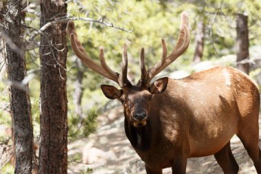 Boğa elk Rocky Dağı Milli Parkı'nda