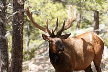 Boğa elk Rocky Dağı Milli Parkı'nda
