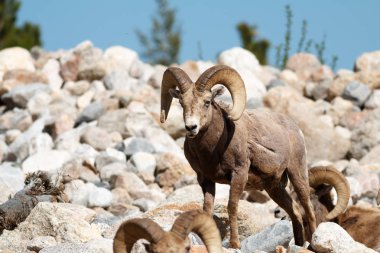 Bighorn koyun rams