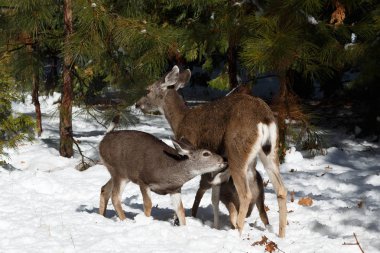 Katır geyiği Hemşirelik yaltaklanıyor