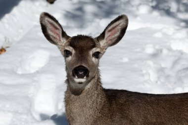 Karda katır geyiği geyik yavrusu