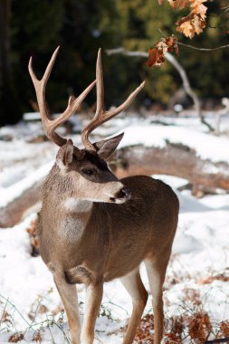 Katır geyiği buck karda büyük boynuzları ile
