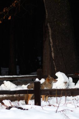 Çakal avcılık karda