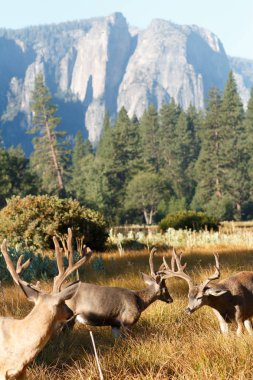 Katır geyiği dolar Yosemite Vadisi'nde