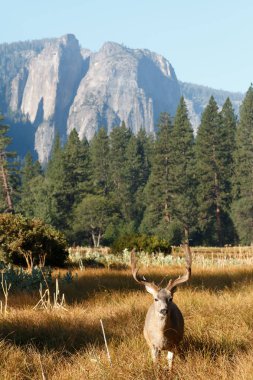Katır geyiği buck Yosemite Vadisi'nde