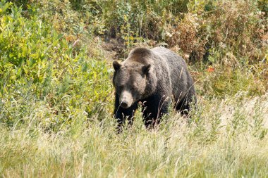 Otların arasında yürüyüş bear