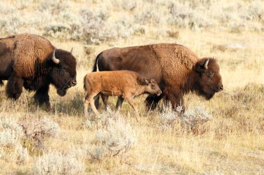 Bufalo Yellowstone içinde