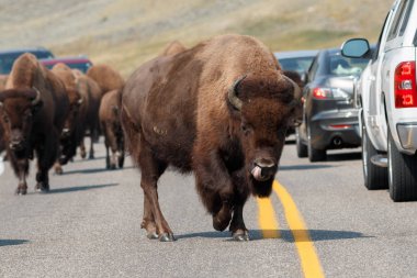 Yolda yürürken Buffalo