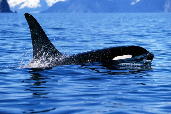 Killer whale shows tall dorsal fin — Stock Photo, Image