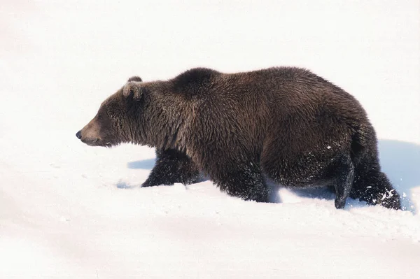 Urso-pardo na neve — Fotografia de Stock