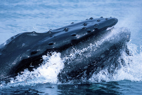 Humpback whale lunge feeding (Megaptera novaeangliae), Alaska, Southeast Alaska, Frederick Sound, Taken 07.96