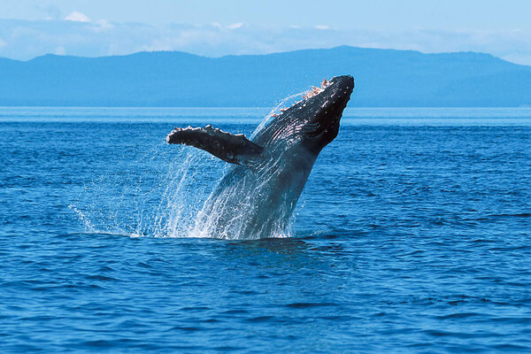 Humpback whale breaching