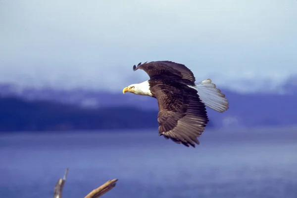 Águila calva se eleva — Foto de Stock