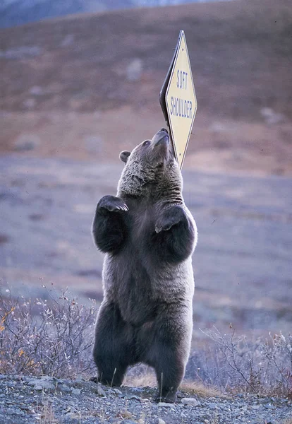 Grizzly bear scratches his back on a Soft Shoulder sign — Stock Photo, Image