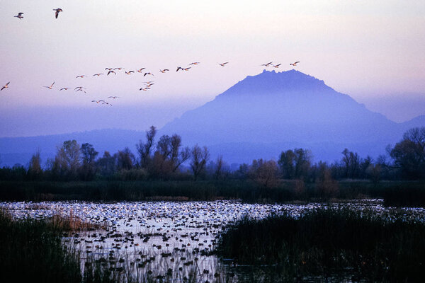 Снежные гуси бегут
