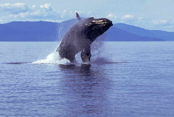 ザトウクジラのブリーチング — ストック写真