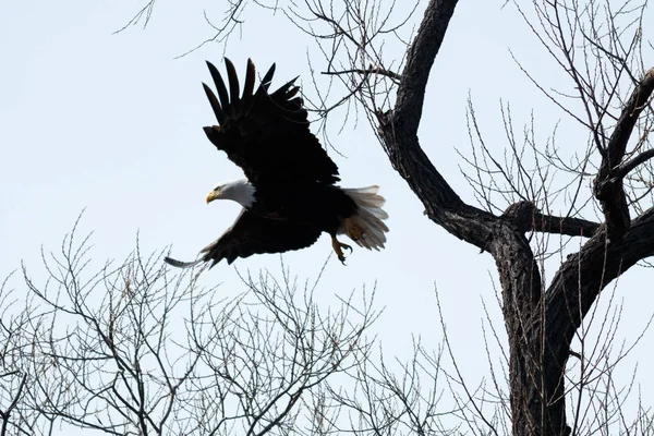 Águila calva volando entre los árboles — Foto de Stock