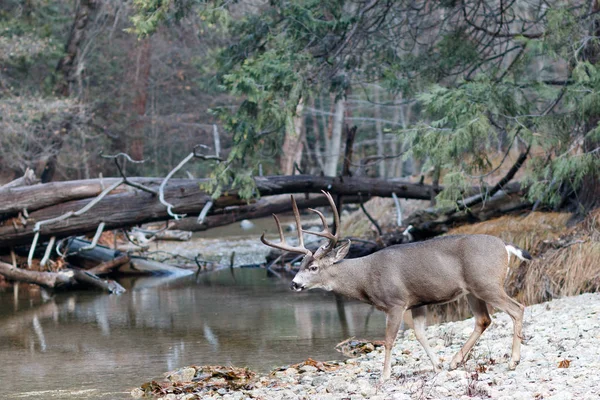 Mula ciervo buck caminando hacia el río — Foto de Stock