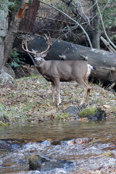 Mule deer buck standing by river
