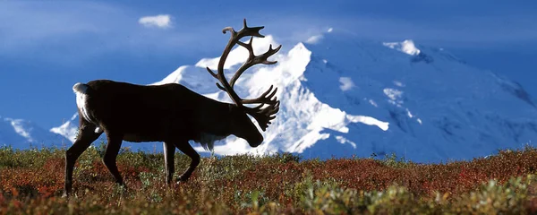 Toro caribú caminando frente al monte McKinley — Foto de Stock