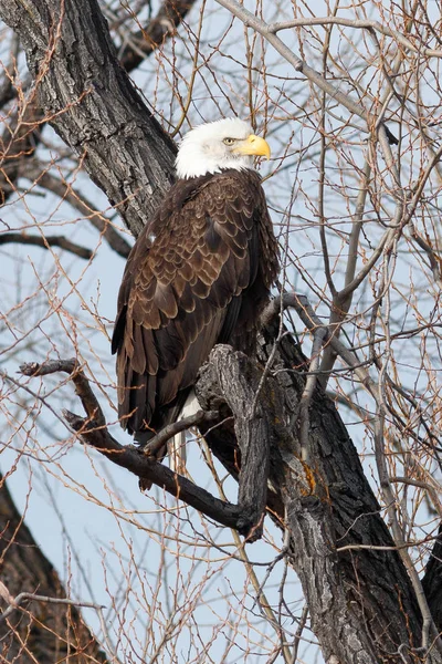 Bald eagle sitting on a branch