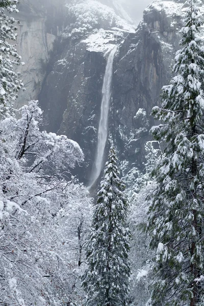 Caídas de Yosemite y árboles cubiertos de nieve — Foto de Stock
