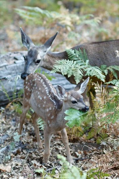 Mule deer fawn tuggar på ett stort grönt blad — Stockfoto