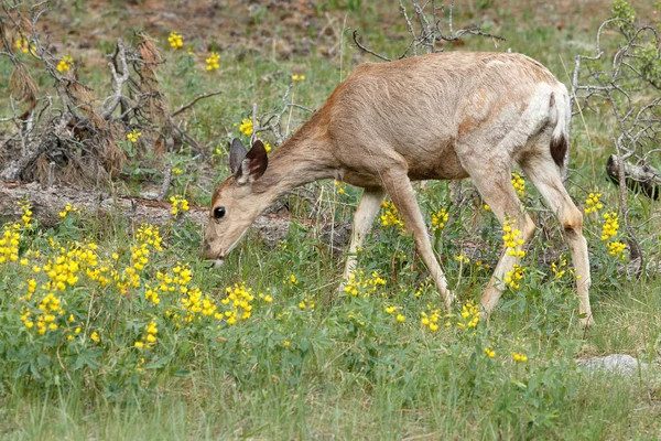 Pâturage des veaux de wapiti — Photo