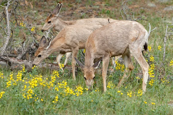 Elk calves grazing — Stock Photo, Image