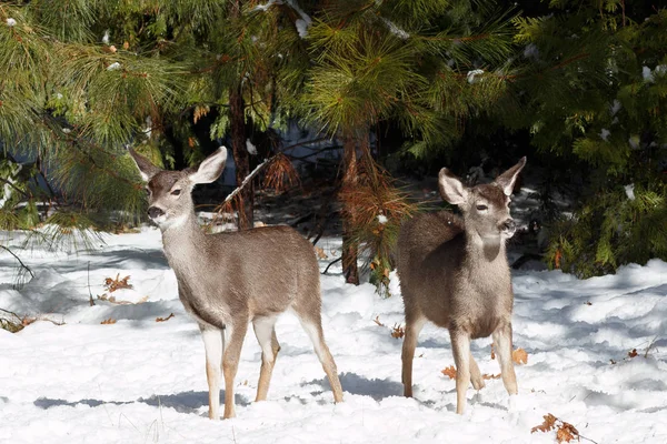 Mule cervos bajulados de pé na neve — Fotografia de Stock