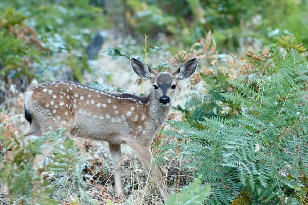 Mule Deer Fawn — Stockfoto