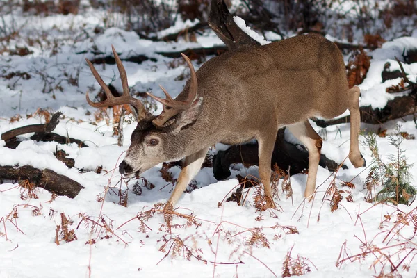 Бак для оленів з великими рогами у снігу — стокове фото