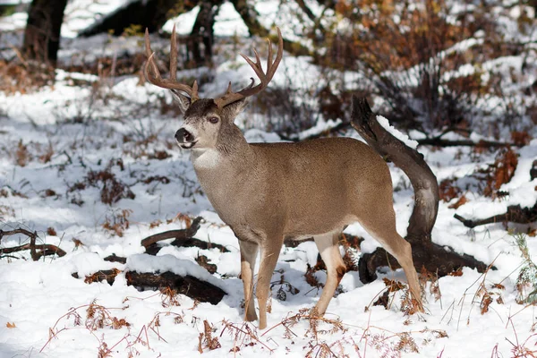 Бак для оленів з великими рогами у снігу — стокове фото