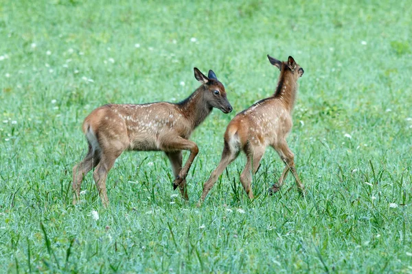 Veaux de wapiti jouer — Photo