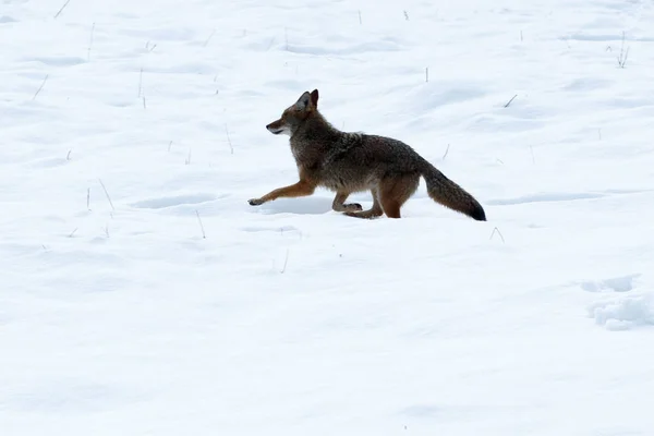 Caça de coiotes na neve — Fotografia de Stock